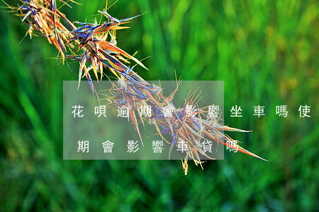 花唄逾期會影響坐車嗎(使用花唄借唄沒有逾期會影響車貸嗎)