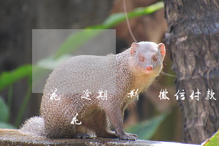 花唄逾期會影響微信付款嗎(支付寶逾期會影響花唄嗎)