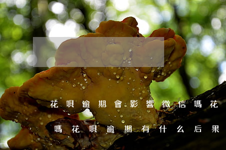 花唄逾期會影響微信嗎(花唄逾期半年上征信嗎?花唄逾期有什么后果)
