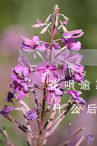 花唄逾期會影響淘寶店鋪(淘寶花唄逾期會有什么后果)