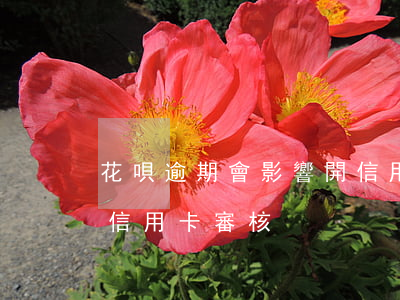 花唄逾期會影響開信用卡嗎(花唄逾過期影響信用卡審核)
