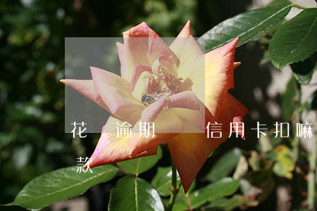 花唄逾期會從信用卡扣嘛(花唄會從信用卡扣款嗎)