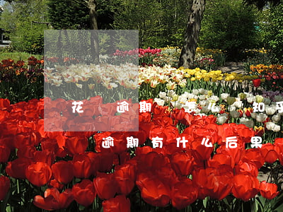 花唄逾期會怎么樣知乎(花唄逾期上征信嗎?花唄逾期有什么后果)