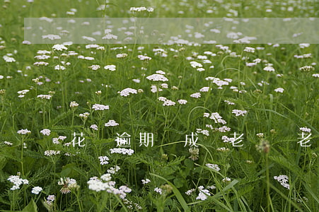 花唄逾期會成為老賴嗎(老賴能開通花唄嗎)