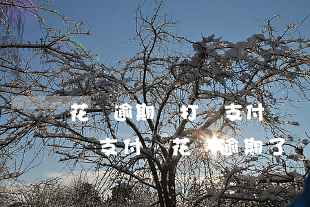 花唄逾期會打給支付寶聯(lián)系人嗎 支付寶花唄逾期了為什么會給家人打電話