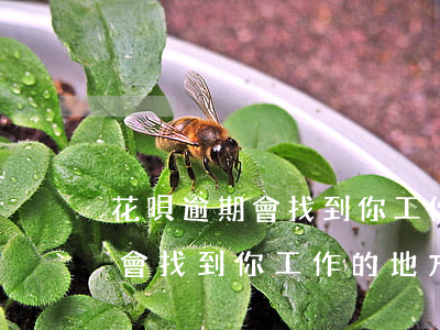 花唄逾期會找到你工作的地方嗎-花唄逾期會找到你工作的地方嗎知乎
