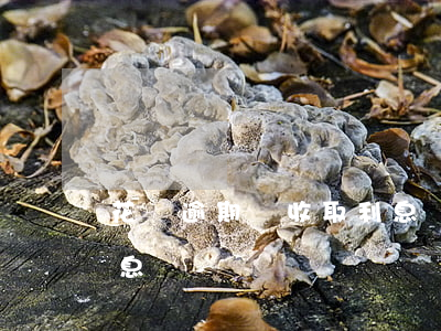 花唄逾期會收取利息嗎(花唄不逾期 貸款有利息)