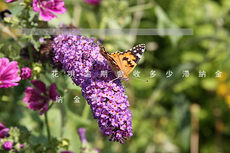 花唄逾期會收多少滯納金(花唄最低還款有滯納金嗎)
