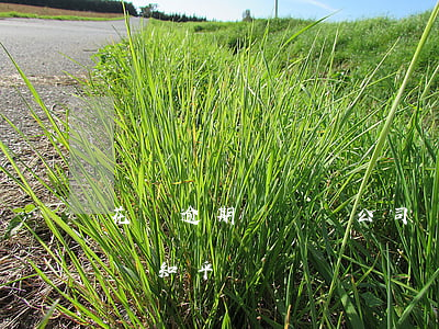 花唄逾期會牽連公司嗎(花唄逾期會牽連公司嗎知乎)