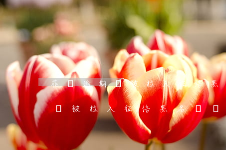 花唄逾期會被拉入征信黑名單嗎-花唄逾期會被拉入征信黑名單嗎知乎