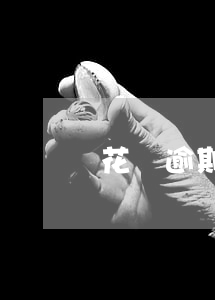 花唄逾期會變吸血鬼嗎(花唄就是吸血鬼)