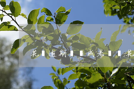 花唄逾期會變成老賴嗎(花唄老賴名單)