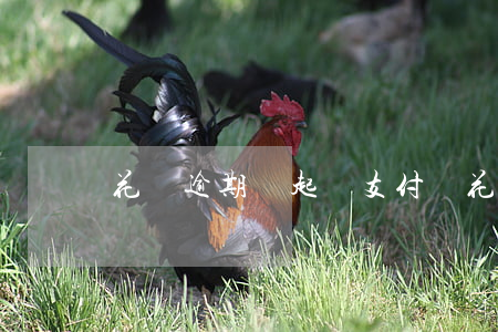 花唄逾期會起訴(支付寶花唄逾期了會起訴)