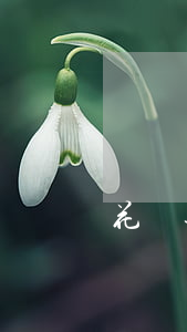 花唄逾期月