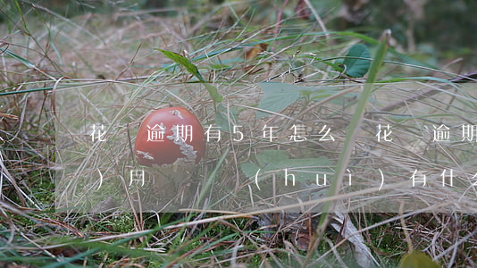 花唄逾期有5年怎么辦(花唄逾期5個(gè)月沒還會(huì)有什么嚴(yán)重后果)