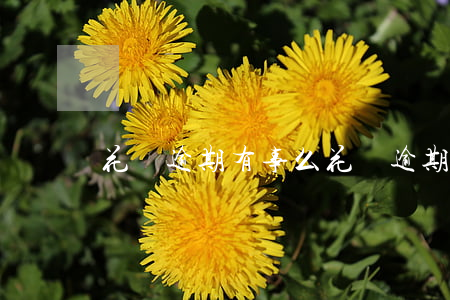 花唄逾期有事么 花唄逾期會怎樣樣
