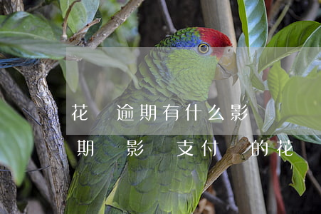 花唄逾期有什么影響嗎(網(wǎng)貸逾期會影響支付寶的花唄借唄嗎?)