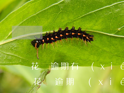 花唄逾期有協(xié)商成功的么(支付寶花唄逾期協(xié)商成功)