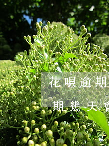 花唄逾期有沒(méi)有什么影響(花唄逾期幾天會(huì)有什么后果?征信有影響)