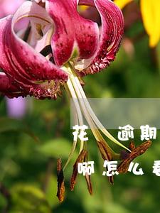 花唄逾期有沒有問題啊(花唄逾期有沒有問題啊怎么看)