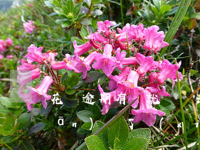 花唄逾期有錢就還進去點(花唄逾期關(guān)閉了 現(xiàn)在還錢但是不知道自己欠多少怎么辦)