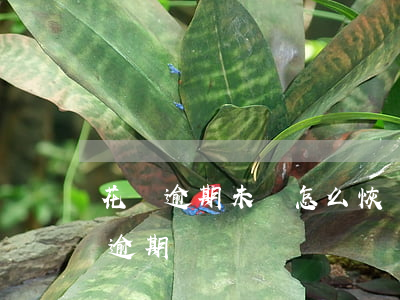 花唄逾期未還怎么恢復(支付寶花唄如何修復逾期)
