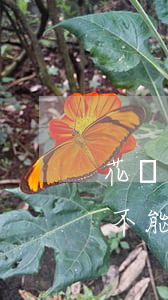 花唄逾期未還怎么處理(花唄忘了還款逾期了不能花唄了怎么辦)