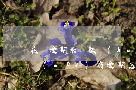 花唄逾期未還款會(huì)怎么樣(花唄并沒(méi)有逾期怎么還是提示逾期了)