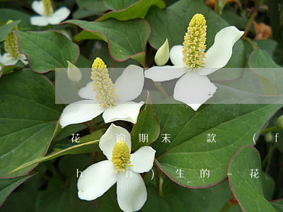 花唄逾期末還款費(fèi)用怎么產(chǎn)生的-花唄逾期末還款費(fèi)用怎么產(chǎn)生的呢