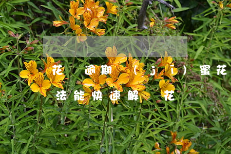 花唄逾期 機(jī)蜜 花唄逾期之后什么辦法能快速解凍花唄