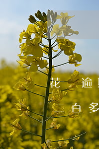 花唄逾期欠了一千多塊(花唄欠七千多逾期了二百多天會被起訴嗎)