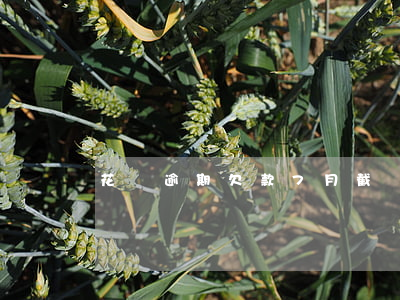花唄逾期欠款7月截圖(花唄11月未還款截圖)