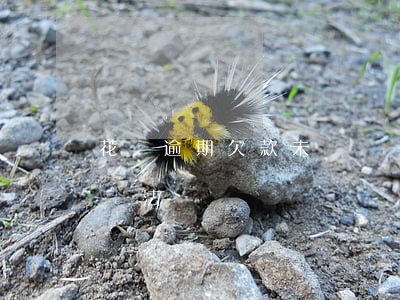 花唄逾期欠款未還卻顯示已還清，原因及解決辦法
