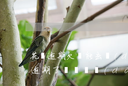 花唄逾期欠錢能去當(dāng)兵嗎(花唄逾期了沒錢換當(dāng)兵回來再換可以嗎)