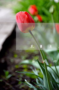 花唄逾期每天多久扣款(花唄逾期每天多久扣款成功)