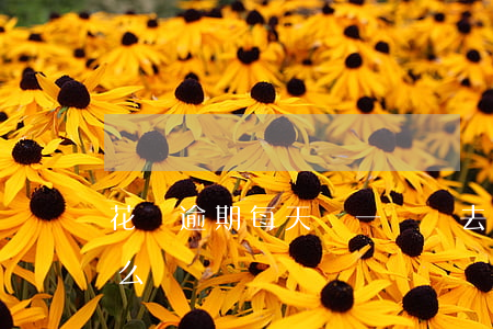 花唄逾期每天還一點進去(花唄超了1天還怎么辦?)
