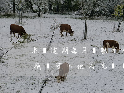 花唄逾期每月還款可以嗎(花唄還款后不算逾期還可以使用花唄嗎)