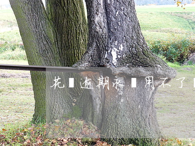花唄逾期永遠用不了嗎