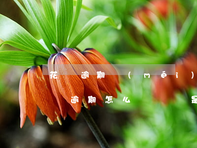 花唄逾期沒(méi)有還怎么辦(支付寶花唄逾期怎么辦,錢還是沒(méi)有還上)
