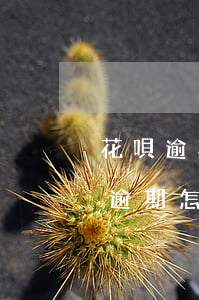 花唄逾期沒有負(fù)面記錄(花唄并沒有逾期怎么還是提示逾期了)