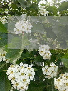 花唄逾期沒有還錢怎么辦(花唄逾期已經(jīng)還了,怎么還不可以用花唄)