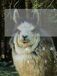花唄逾期沒被關(guān)(花唄逾期關(guān)了之后是不是就是不能再用了)