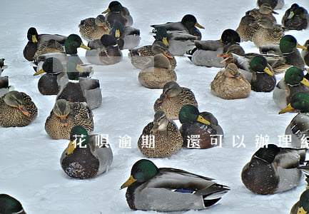 花唄逾期沒還可以辦理結婚證嗎-