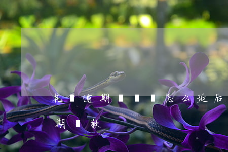 花唄逾期沒錢還怎么延后(為什么花唄沒法延期還款)
