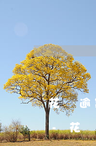 花唄逾期沒錢還怎么辦會(huì)坐牢嗎-花唄逾期沒錢還怎么辦會(huì)坐牢嗎知乎
