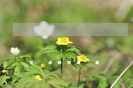 花唄逾期涉嫌貸款詐騙嗎(花唄逾期涉嫌貸款詐騙嗎)