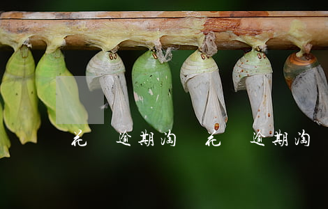 花唄逾期 淘寶(花唄逾期淘寶還可以買東西么)