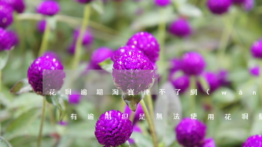 花唄逾期淘寶連不了網(wǎng)(我花唄沒有逾期但是無法使用花唄購物)