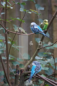 花唄逾期清除后可用嗎(花唄賬單逾期五個(gè)月還清之后可以正常使用嗎)