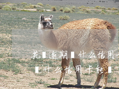 花唄逾期為什么信用卡能辦下來-花唄逾期為什么信用卡能辦下來呢